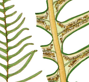 Blechnum spicant Detail